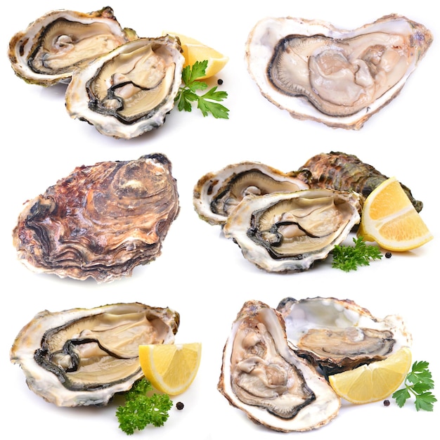 Oysters on a white background with lemon