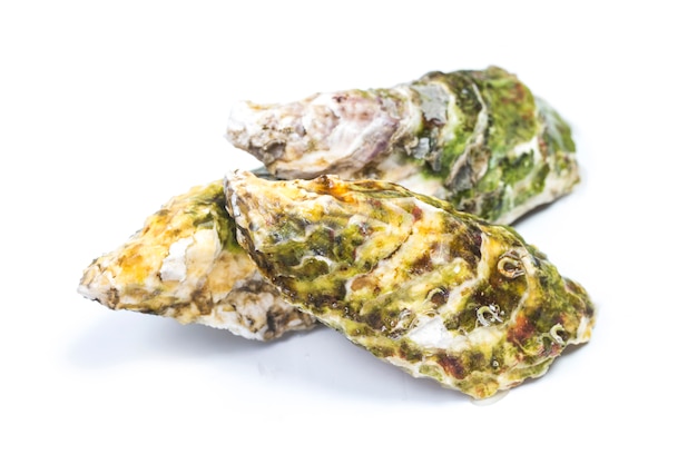 Oysters in the white background