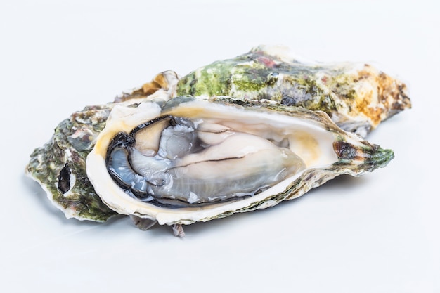 Oysters on a white background