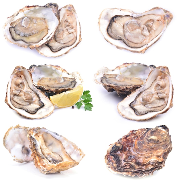 Oysters on a white background