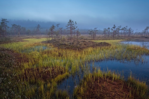 Foto ozernoye swamp national park in het noorden van rusland