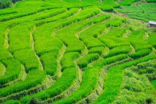 Pa Bong Piang Rice Terraces in Mae Chaem, Chiang Mai, Thailand.