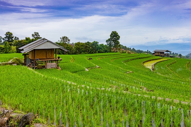 Pa Bong Piang Rice Terraces in the rainy season, Chaingmai, Thailand