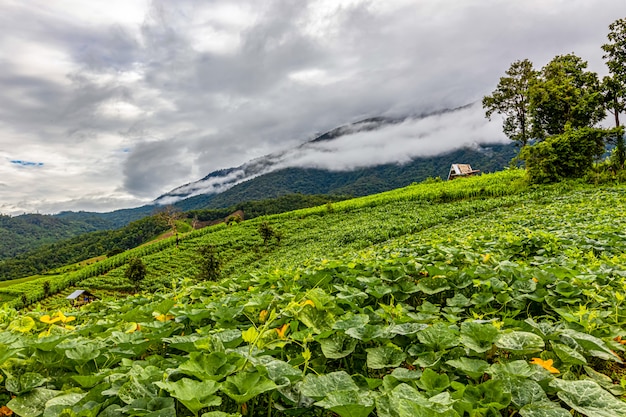 Pa bong piang rice terraces in the rainy season, chaingmai, thailand