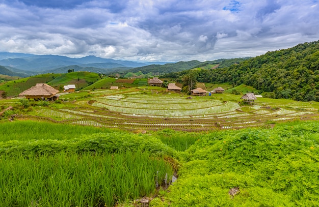 Pa Bong Piang-rijstterrassen in het regenseizoen, Chaingmai, Thailand