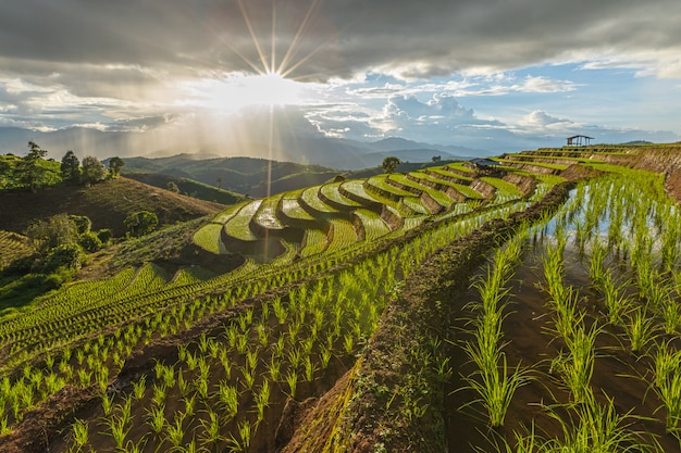 Pa Bong Piang-rijstterrassen in het regenseizoen, Chaingmai, Thailand