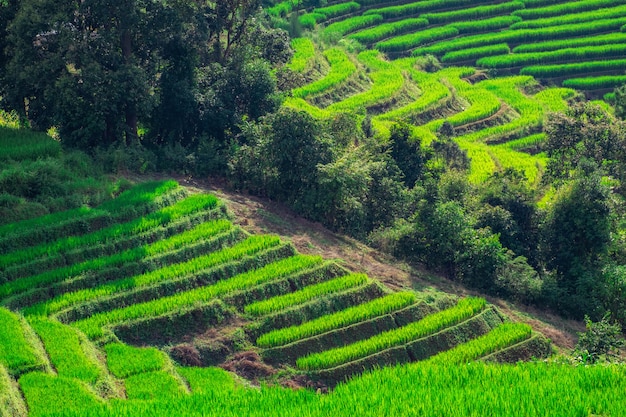 Foto pa bong piang-rijstterrassen in mae chaem, chiang mai, thailand.