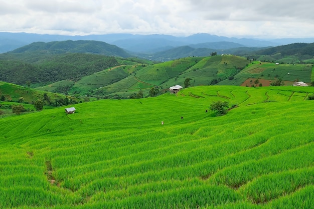 写真 タイのチェンマイ北部にあるパポンピアン棚田。