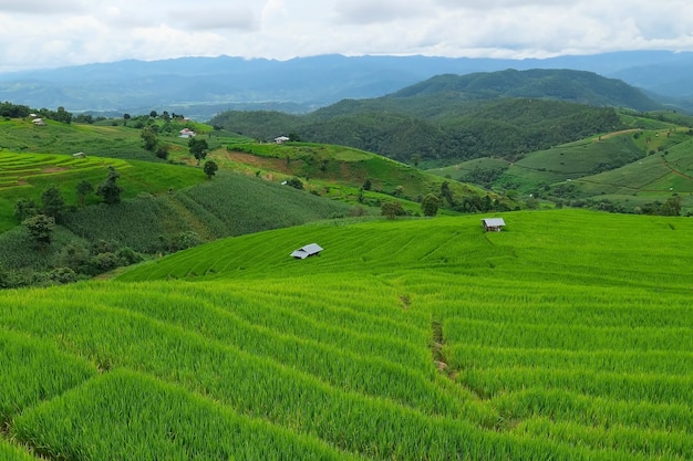 写真 タイのチェンマイ北部にあるパポンピアン棚田。