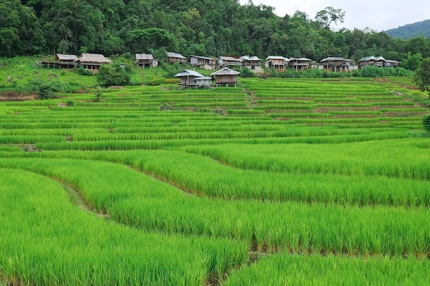 写真 タイのチェンマイ北部にあるパポンピアン棚田。