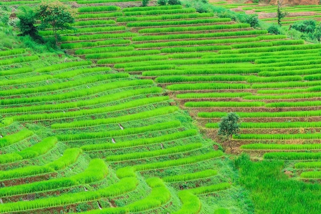 Foto terrazze di riso di pa pong piang nel nord di chiangmai, thailandia.