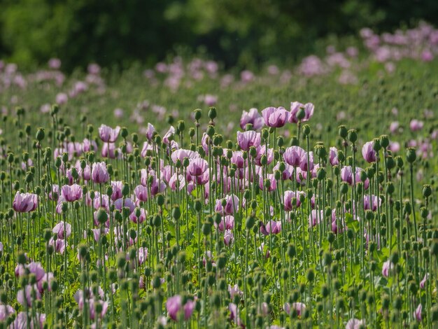 Paapbloemen in Duitsland