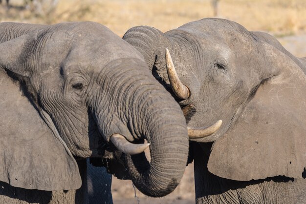 Paar Afrikaanse olifanten, jong en volwassen, bij waterput.