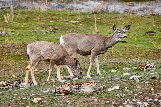 Paar bergherten grazen op grassen in de heuvels