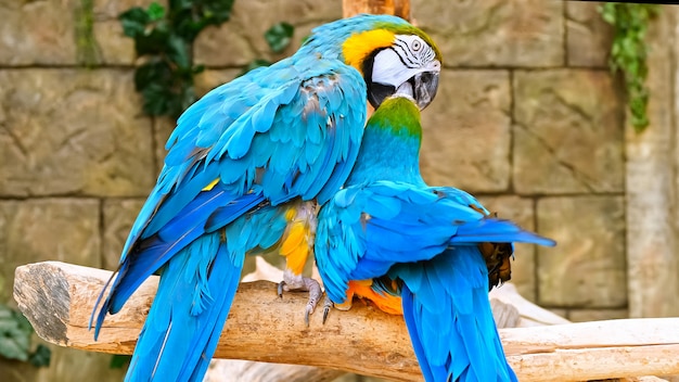 Paar blauwe en gele papegaaien