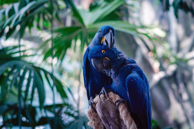 Paar blauwe hyacint ara papegaai in park De manifestatie van gevoelens tederheid en zorg