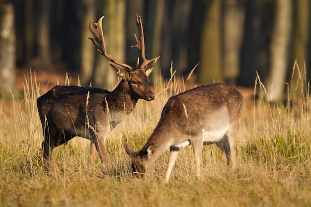 Paar damherten grazen in bos in bronsttijd