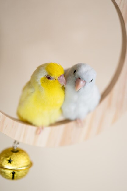 Paar Forpus kleine kleine papegaaienvogel neergestreken op een mini halve maan houten schommel