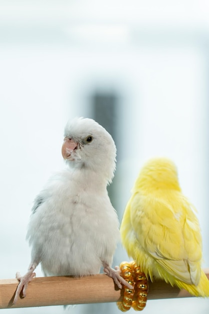 Paar Forpus kleine kleine papegaaienvogel op een houten baars