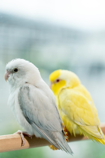 Paar Forpus kleine kleine papegaaienvogel op een houten baars