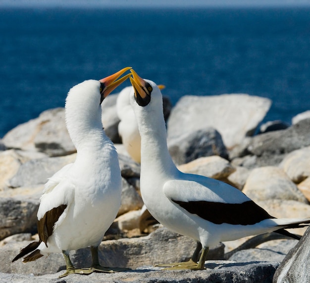 Paar gemaskerde witte domoorvogels zitten op de rotsen tegen de blauwe oceaan