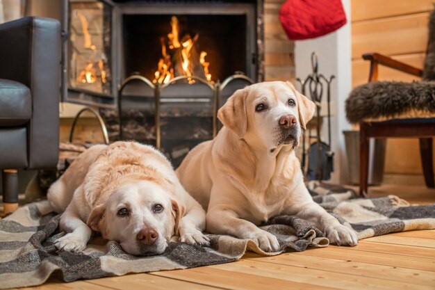 Paar gouden Labrador Retrievers liggen op een deken voor de open haard van een landhuis.