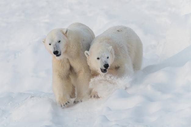 Paar ijsberen die op sneeuw rennen en spelen