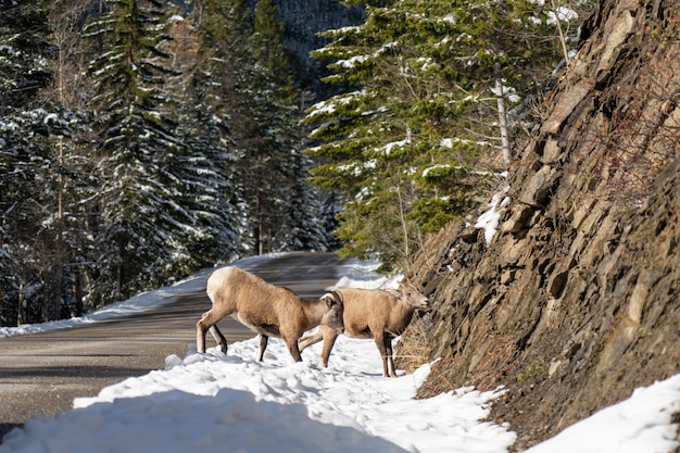 Paar jonge dikhoornschapen staande op de besneeuwde bergweg rotsachtige heuvel banff nationaal park