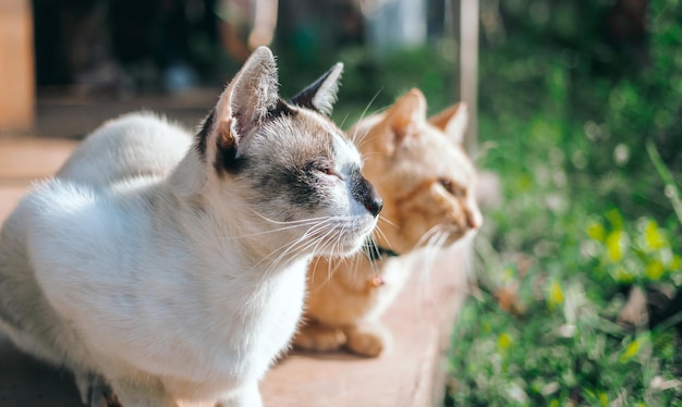 Paar katten witte kat en ginger tabby jonge kat zittend op de betonnen vloer in de tuin