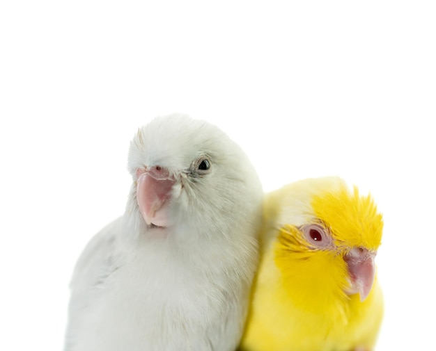 Paar kleine papegaaiparkiet witte en gele forpus-vogel