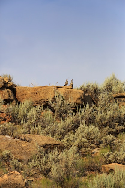 Foto paar kwartel van gambel op rocky hill