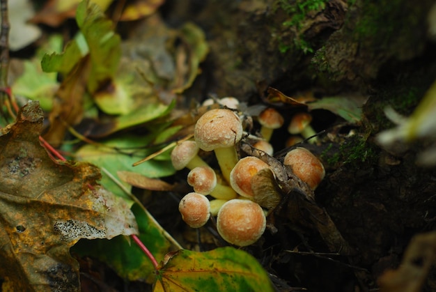 Paar mashrooms-monsters groeien in het bosgebied in de herfst.