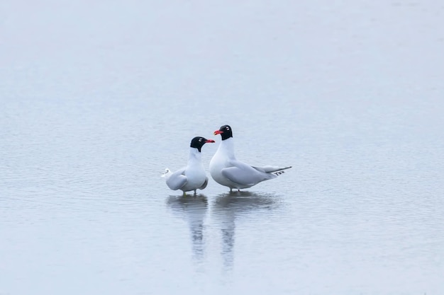 Paar mediterrane meeuwen drijvend op het water