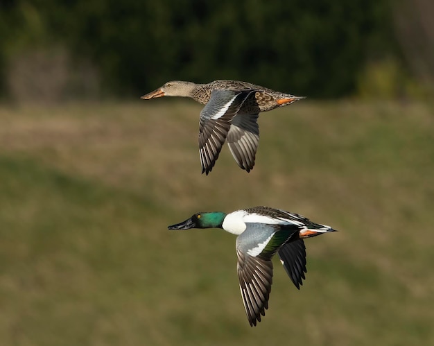 Paar Northern Shoveler eend vliegen met vleugels naar beneden