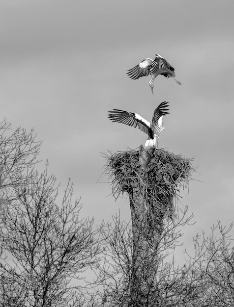 Paar ooievaars die hun kuikens grootbrengen