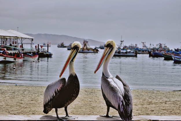 Paar pelikanen voor het strand in de baai van Paracas, Perú