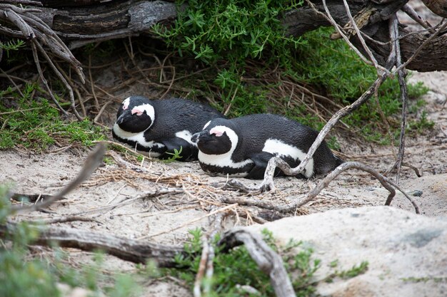 Paar pinguïns op het strand in Kaapstad