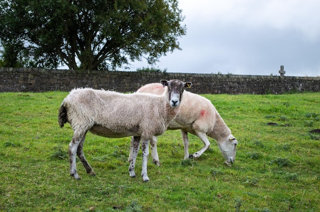 Paar schapen grazen op een weide