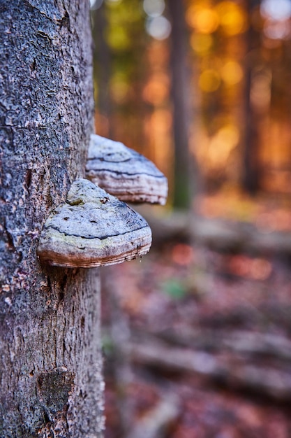 Paar schimmels groeien op boomstam met warme bosachtergrond in de late herfst