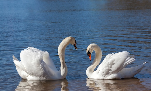 Paar Swan in het voorjaar, mooie watervogels twee vogels Zwaan op het meer in het voorjaar, meer of rivier met zwanen