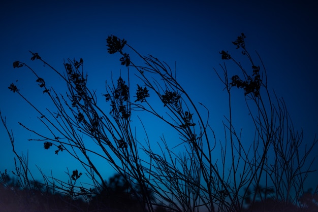 Foto paar takken van weide bloemen op donkerblauwe nachtelijke hemelachtergrond