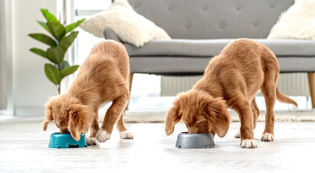 Paar tollerpuppies die thuis uit kommen op vloer eten