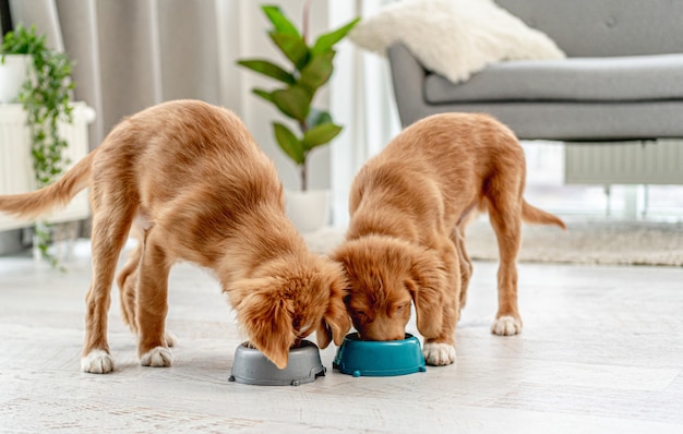 Paar tollerpuppies die thuis uit kommen op vloer eten