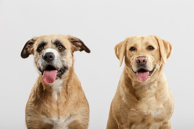 Paar twee expressieve bastaardhonden poseren in de studio tegen een witte achtergrond