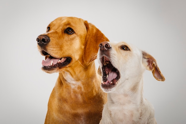 Paar twee expressieve honden poseren in de studio tegen een witte achtergrond