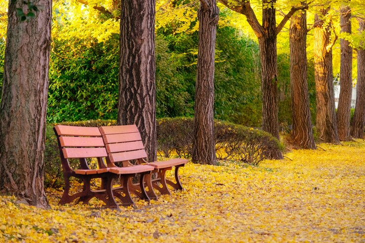 Paar van banken onder de herfstginkgo boom in park.