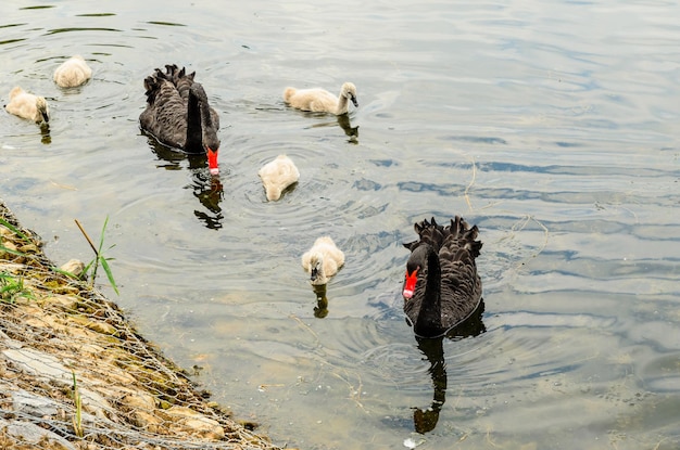 Paar van de zwarte zwanen met hun nestjongen