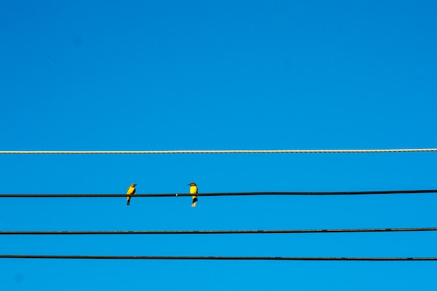 Paar van gele vogelzitting op elektrodraad met blauwe hemel.