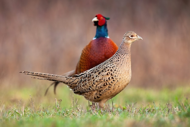 Paar van gemeenschappelijke fazant op een weide in de lente