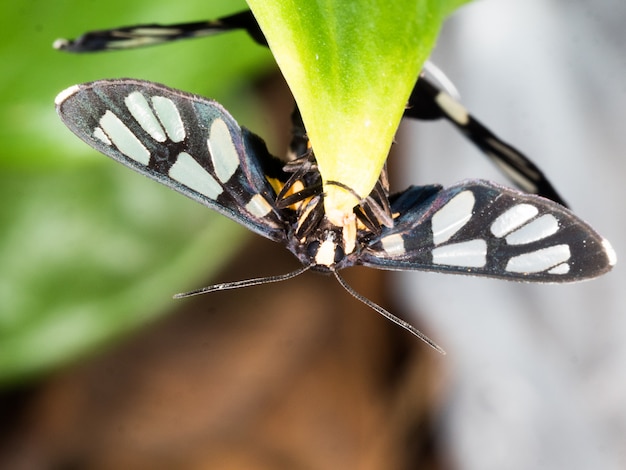 Paar van zwarte mot op een blad in bronst